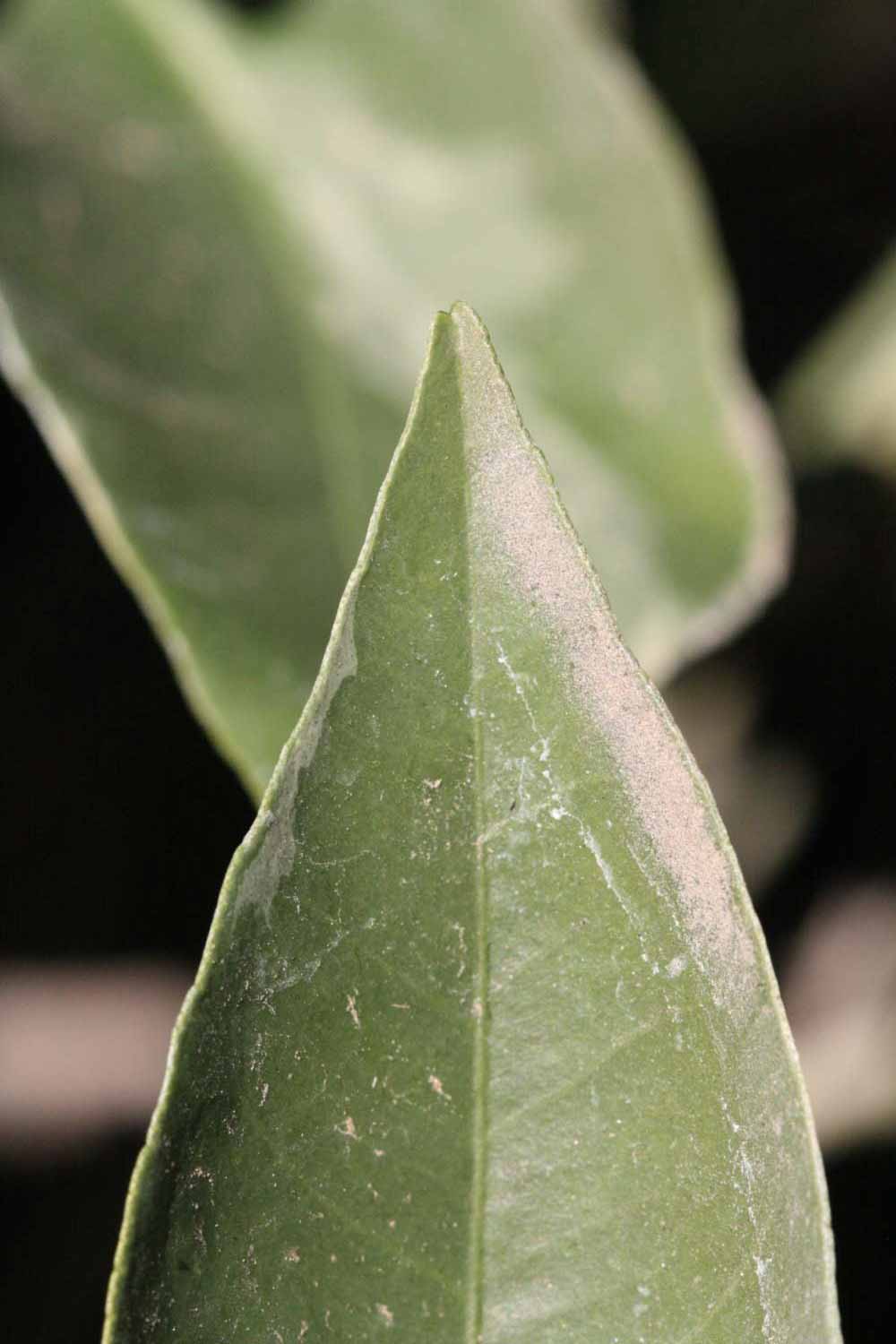              Margin (Riverside, CA)       